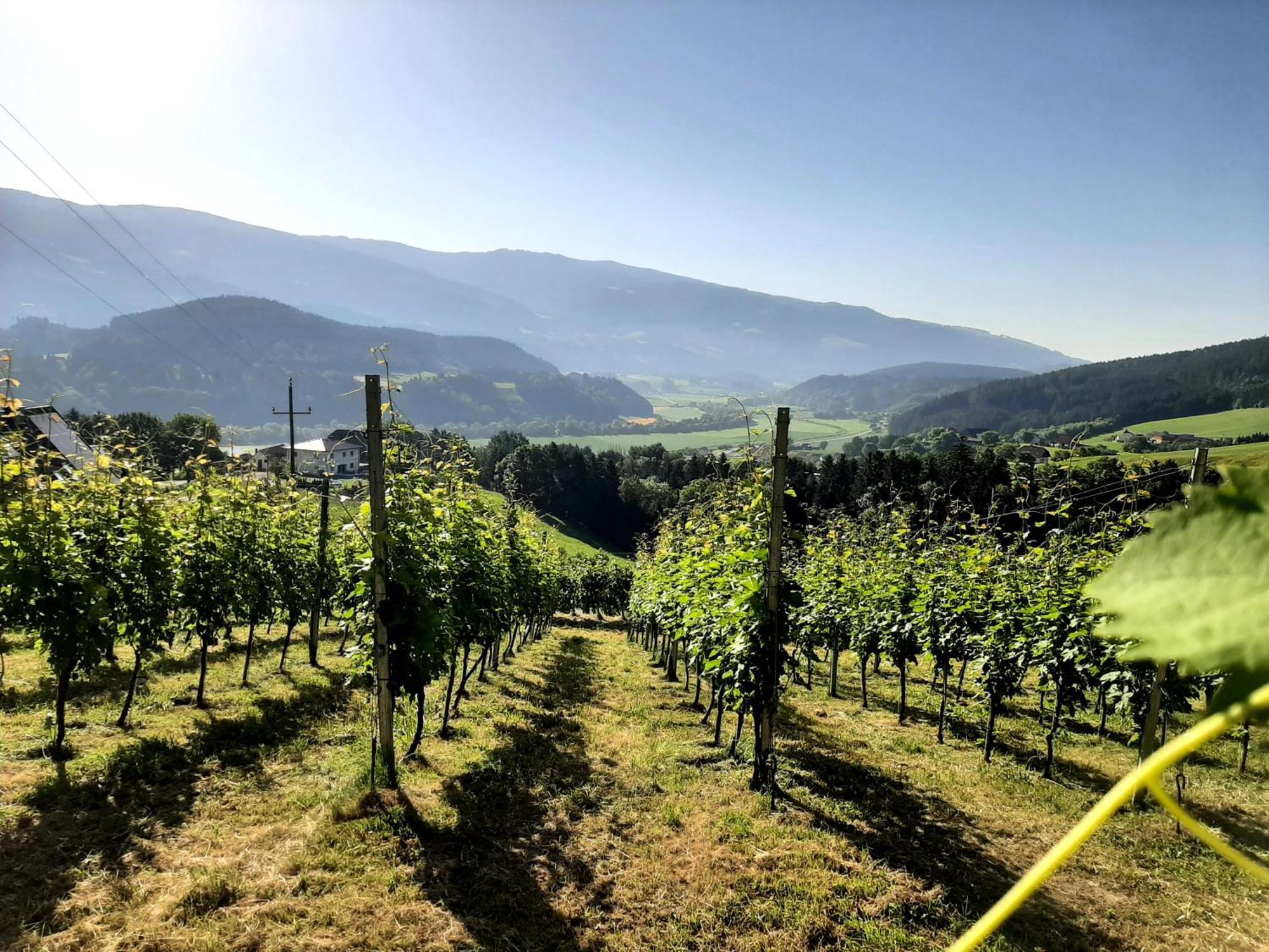 Apartament Auszeit Am Weinhof Loschental Zewnętrze zdjęcie